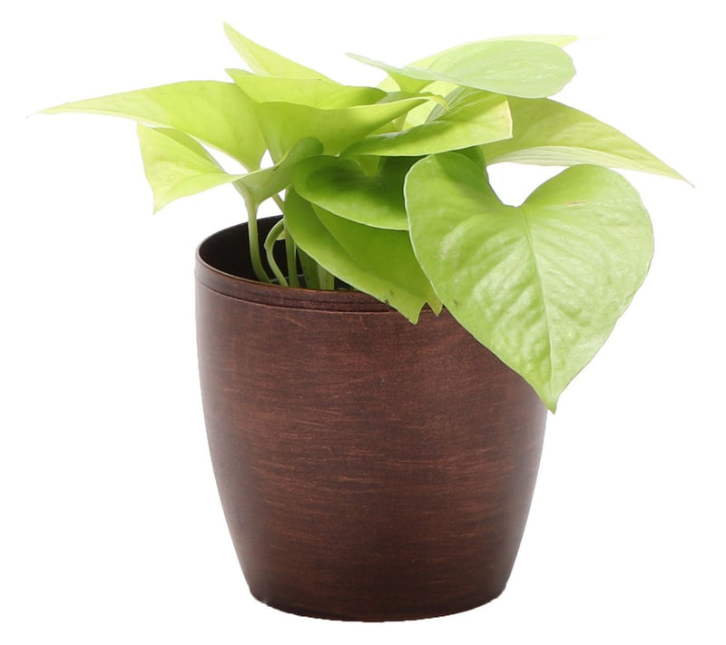 Thorsen's Greenhouse Live 4" Neon Pothos in Classic Pot — View 5