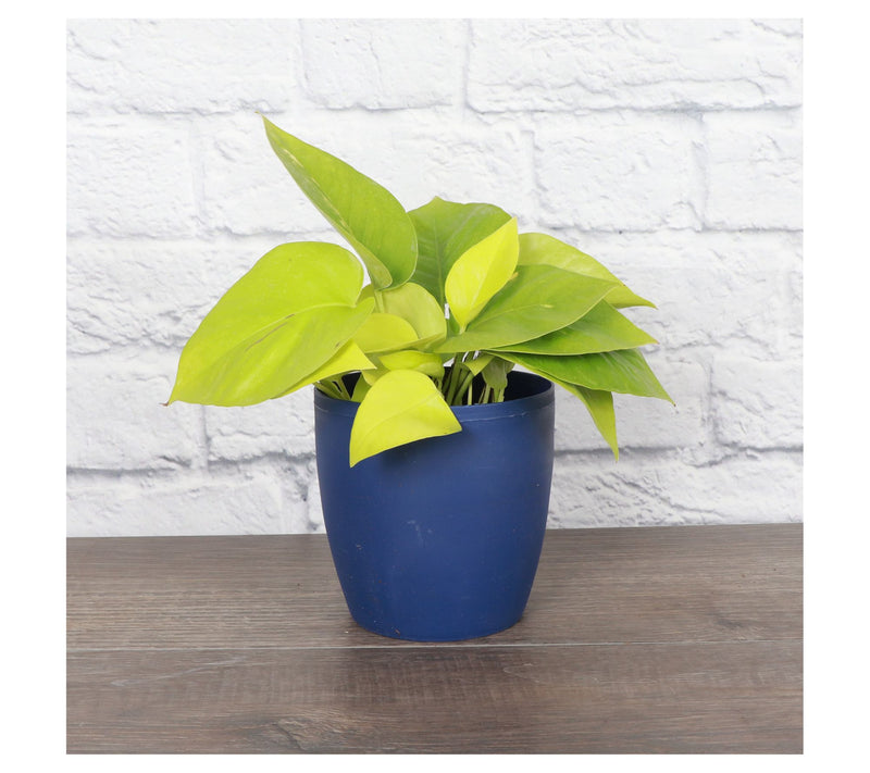 Thorsen's Greenhouse Live 4" Neon Pothos in Classic Pot — View 12