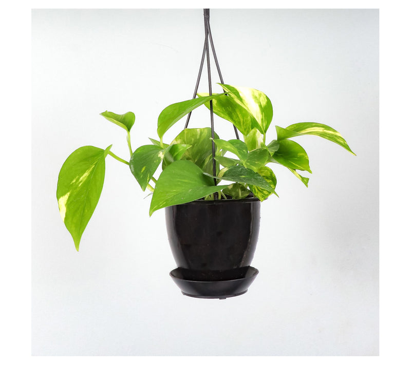 Thorsen's Greenhouse Live 4" Golden Pothos in Hanging Pot — View 3