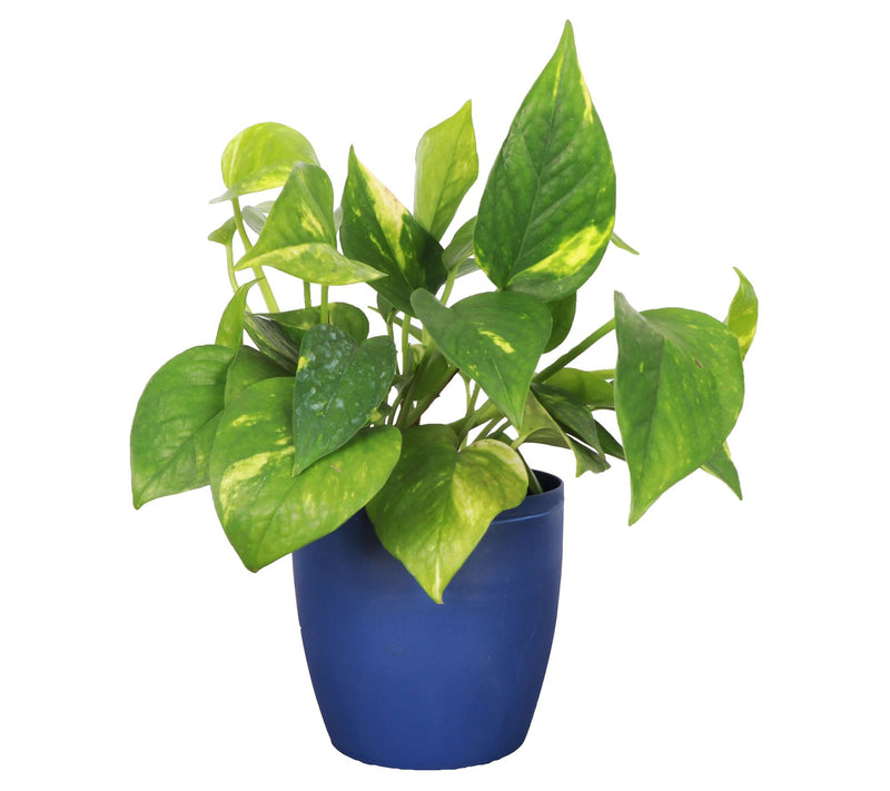 Thorsen's Greenhouse Live 4" Golden Pothos in Cassic Pot — Main view