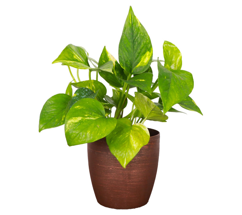 Thorsen's Greenhouse Live 4" Golden Pothos in Cassic Pot — View 5
