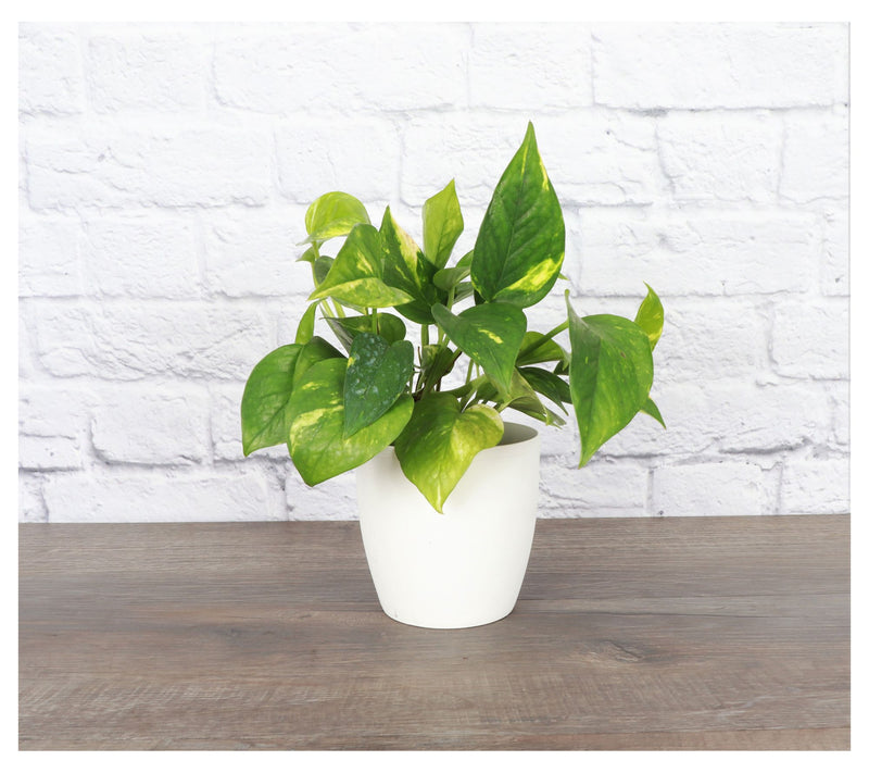 Thorsen's Greenhouse Live 4" Golden Pothos in Cassic Pot — View 13