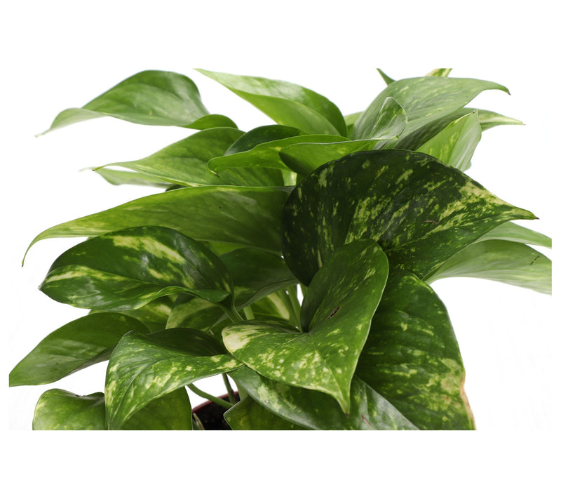 Thorsen's Greenhouse Live 4" Golden Pothos in Cassic Pot — View 14
