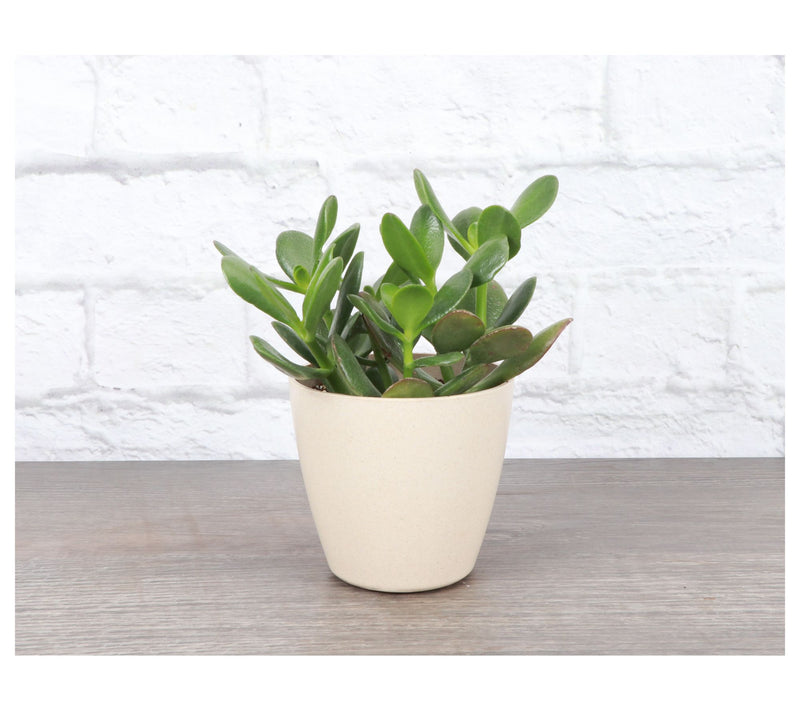 Thorsen's Greenhouse Live 4" Jade Plant in Biodegradable Pot — View 6