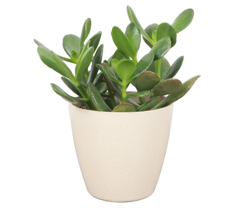 Thorsen's Greenhouse Live 4" Jade Plant in Biodegradable Pot — View 3