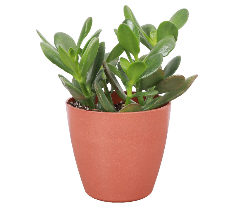 Thorsen's Greenhouse Live 4" Jade Plant in Biodegradable Pot — View 5