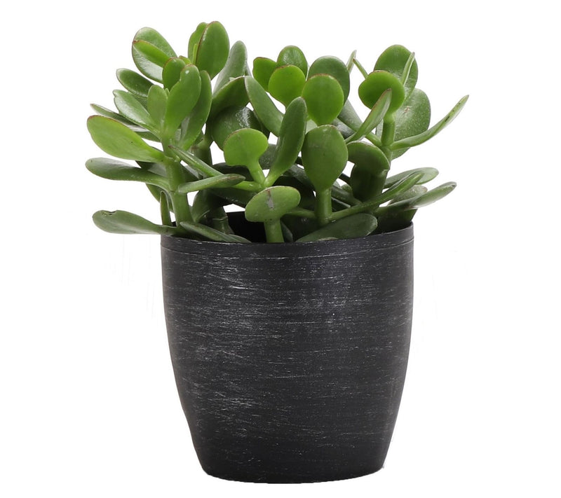 Thorsen's Greenhouse Live 4" Jade Plant in Classic Pot — View 9