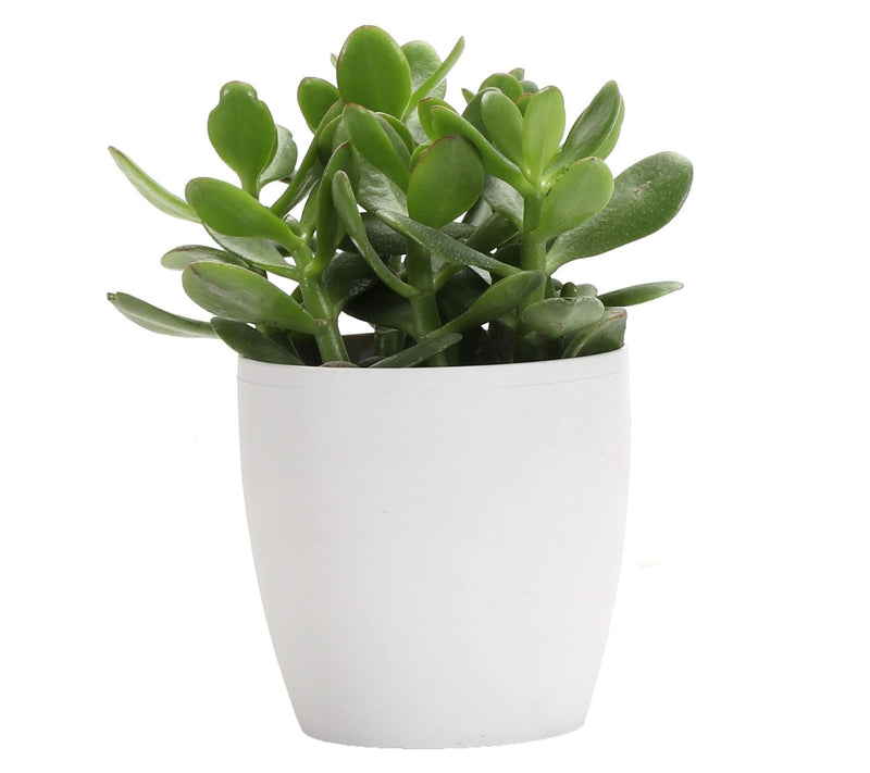 Thorsen's Greenhouse Live 4" Jade Plant in Classic Pot — View 11