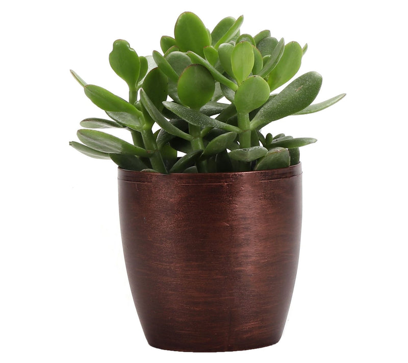 Thorsen's Greenhouse Live 4" Jade Plant in Classic Pot — View 5