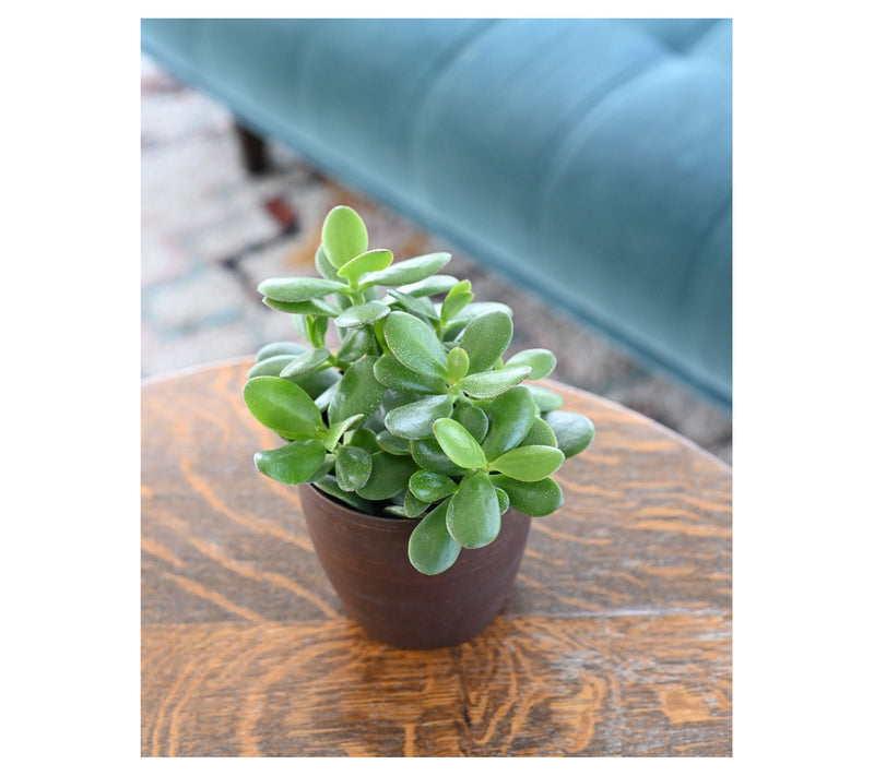 Thorsen's Greenhouse Live 4" Jade Plant in Classic Pot — View 12