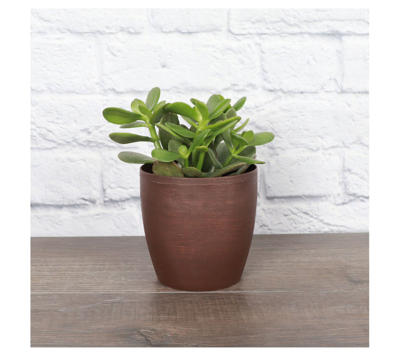 Thorsen's Greenhouse Live 4" Jade Plant in Classic Pot — View 14