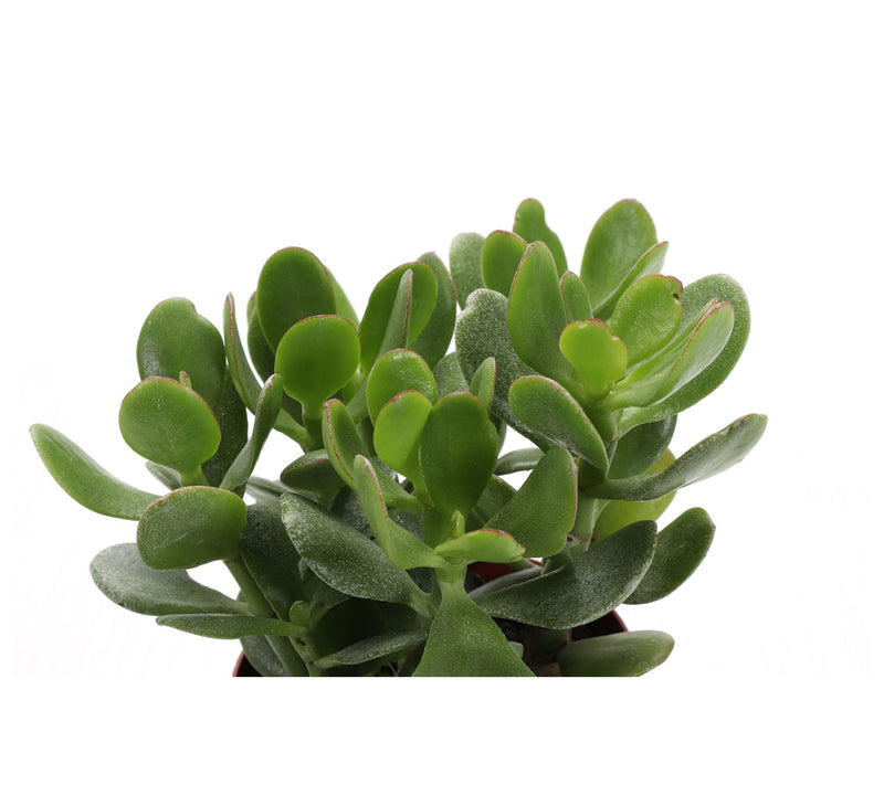 Thorsen's Greenhouse Live 4" Jade Plant in Classic Pot — View 15