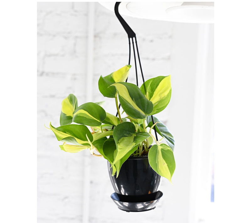 Thorsen's Greenhouse Live Brazil Philodendron,Hanging Pot — View 4