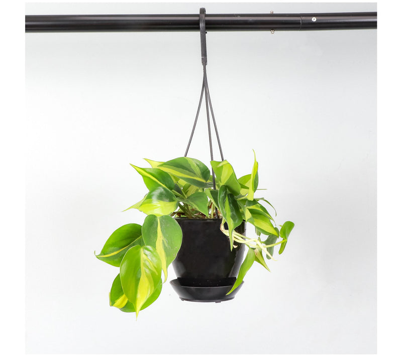Thorsen's Greenhouse Live Brazil Philodendron,Hanging Pot — View 6