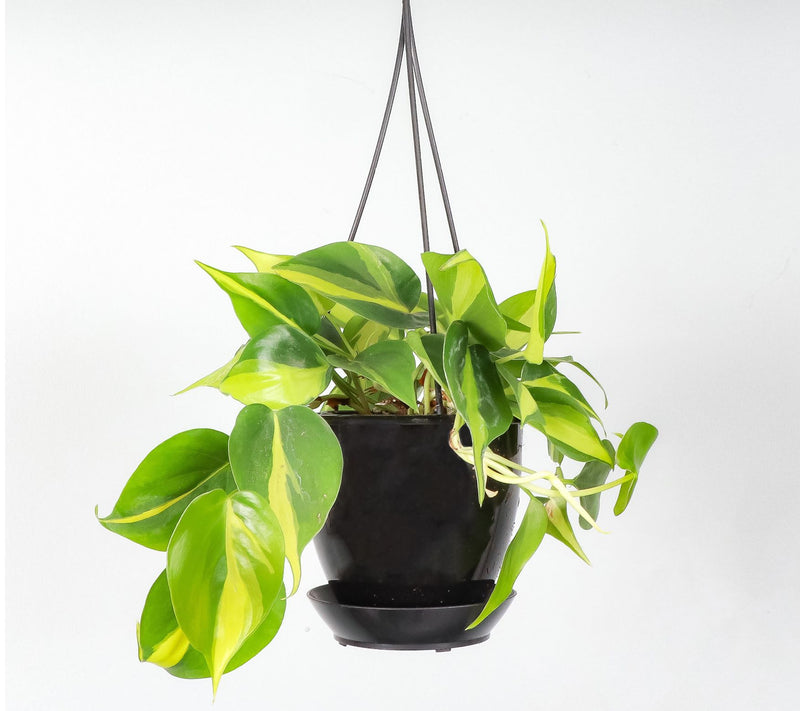 Thorsen's Greenhouse Live Brazil Philodendron,Hanging Pot — Main view