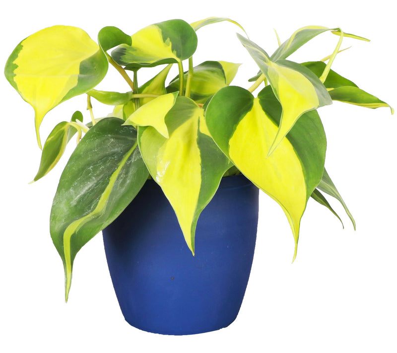 Thorsen's Greenhouse Live 4" Brazil Philodendron, Classic Pot — Main view