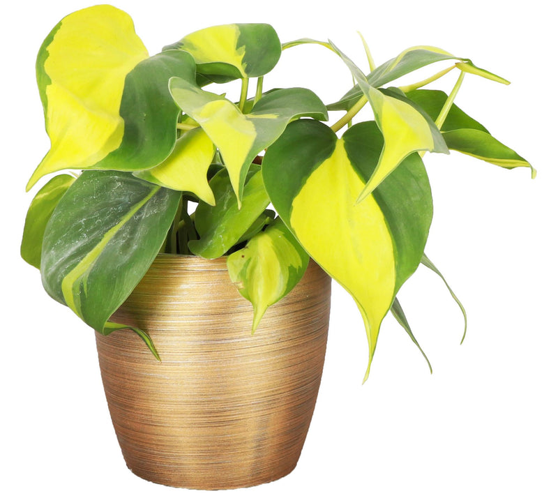 Thorsen's Greenhouse Live 4" Brazil Philodendron, Classic Pot — View 7