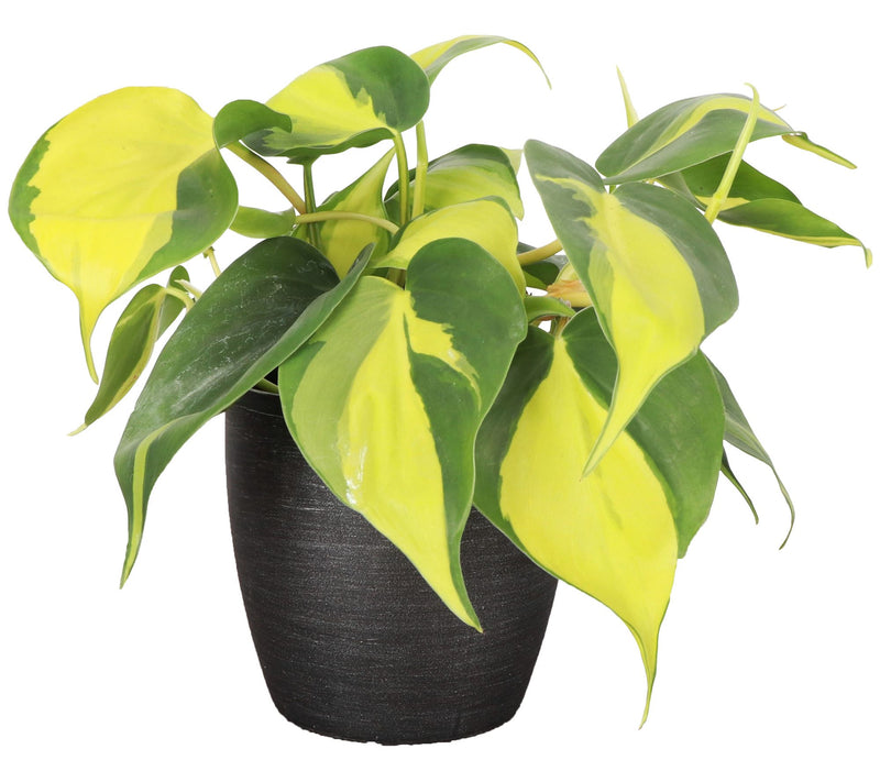 Thorsen's Greenhouse Live 4" Brazil Philodendron, Classic Pot — View 9