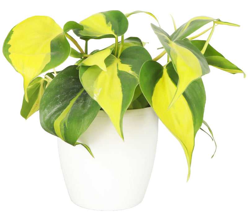 Thorsen's Greenhouse Live 4" Brazil Philodendron, Classic Pot — View 11