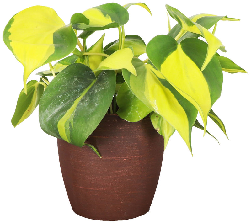 Thorsen's Greenhouse Live 4" Brazil Philodendron, Classic Pot — View 5