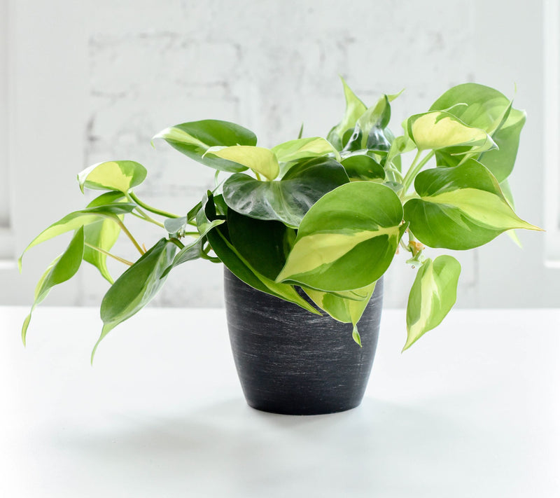 Thorsen's Greenhouse Live 4" Brazil Philodendron, Classic Pot — View 12