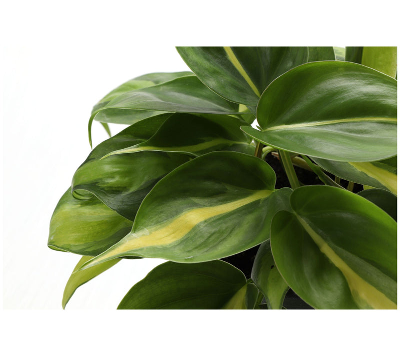Thorsen's Greenhouse Live 4" Brazil Philodendron, Classic Pot — View 13