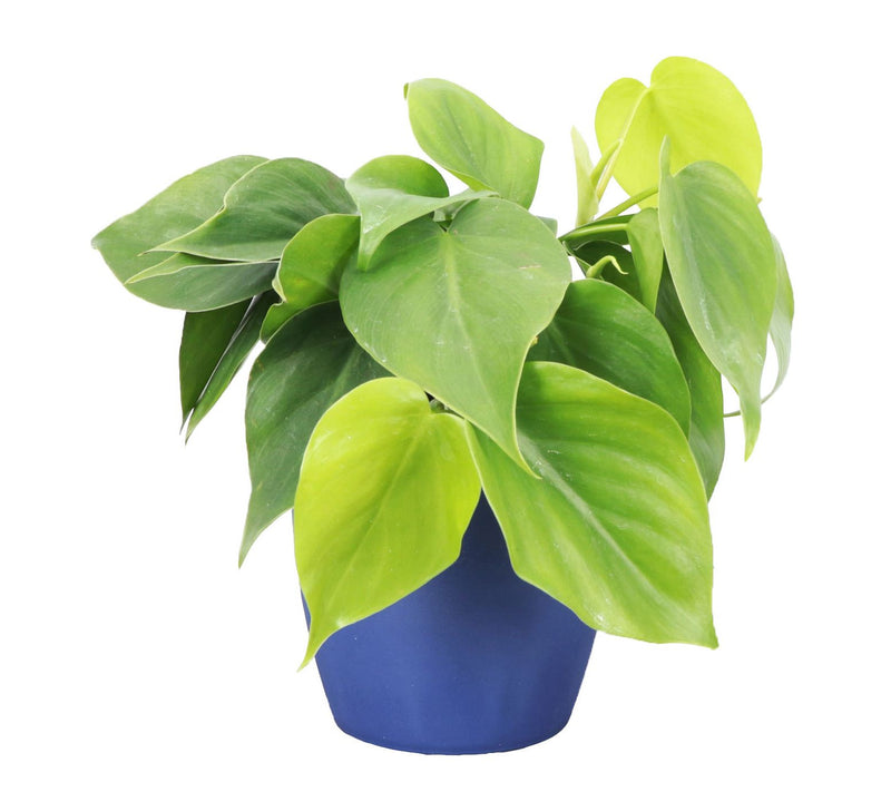 Thorsen's Greenhouse Live 4" Green Philodendronin Classic Pot — Main view