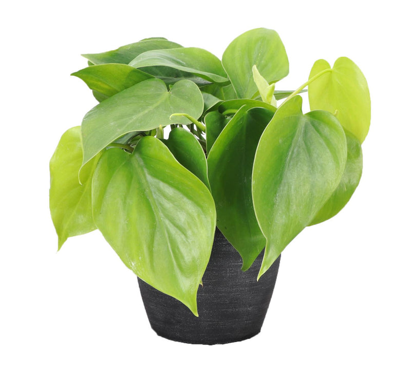 Thorsen's Greenhouse Live 4" Green Philodendronin Classic Pot — View 9