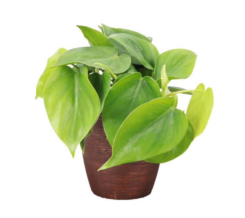 Thorsen's Greenhouse Live 4" Green Philodendronin Classic Pot — View 5