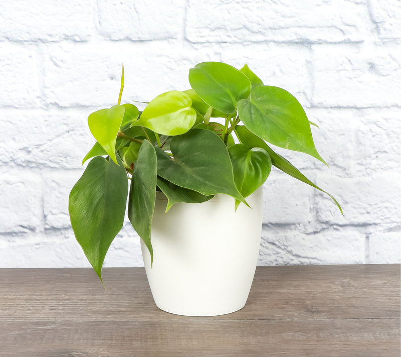 Thorsen's Greenhouse Live 4" Green Philodendronin Classic Pot — View 14