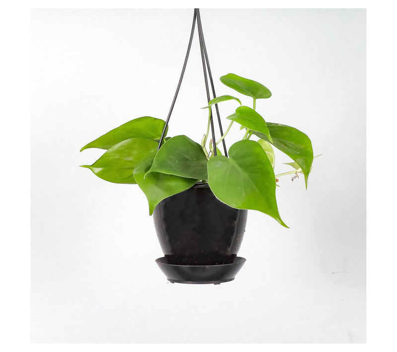 Thorsen's Greenhouse Live 4" Green Philodendronin Hanging Pot — View 3