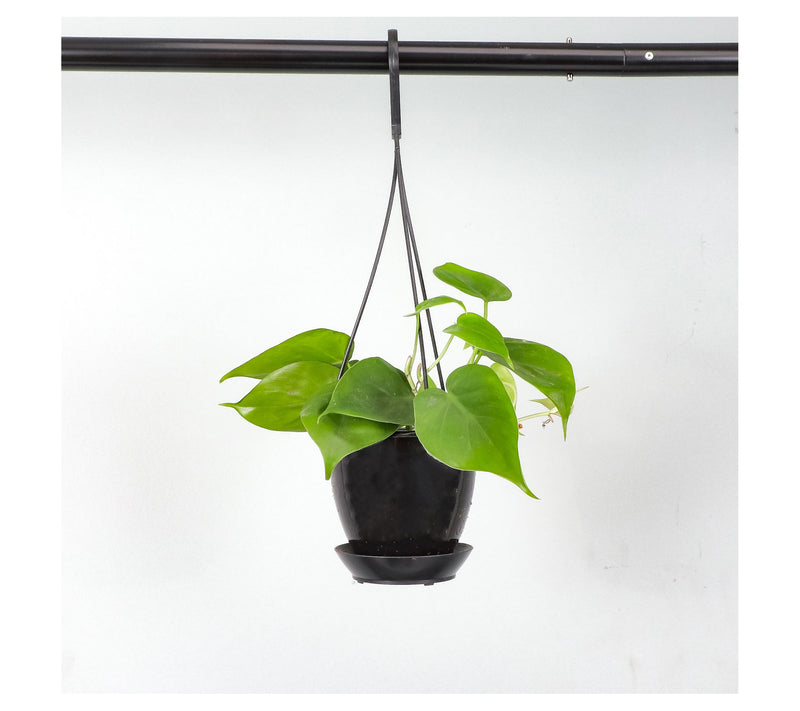 Thorsen's Greenhouse Live 4" Green Philodendronin Hanging Pot — View 4