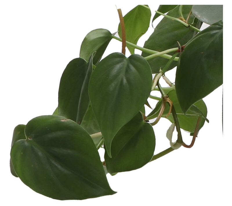 Thorsen's Greenhouse Live 4" Green Philodendronin Hanging Pot — View 5