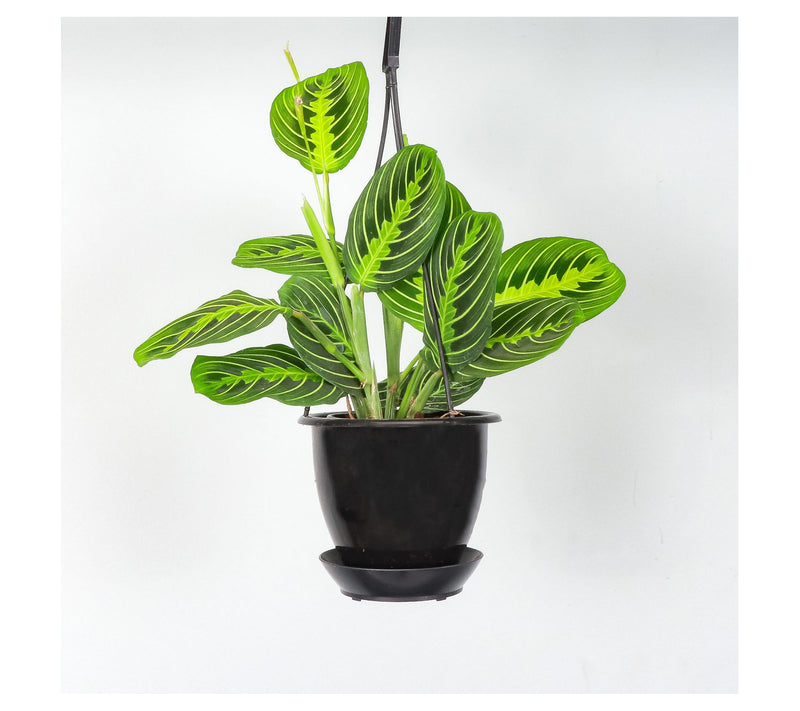 Thorsen's Greenhouse Live 4" Lemon Maranta in Hanging Pot — View 3