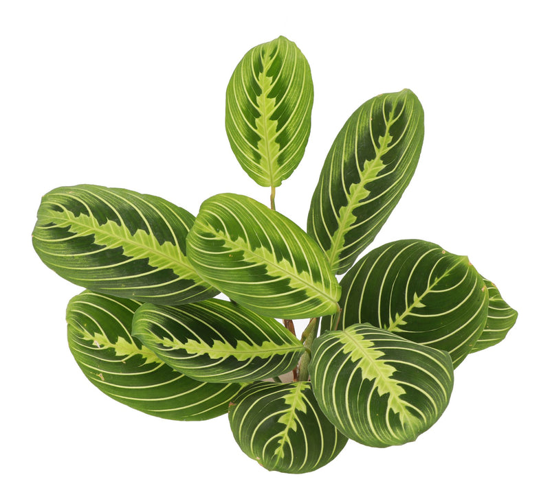 Thorsen's Greenhouse Live 4" Lemon Maranta in Hanging Pot — View 5