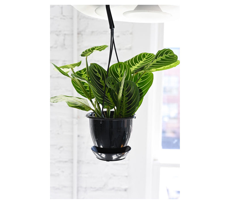 Thorsen's Greenhouse Live 4" Lemon Maranta in Hanging Pot — View 4