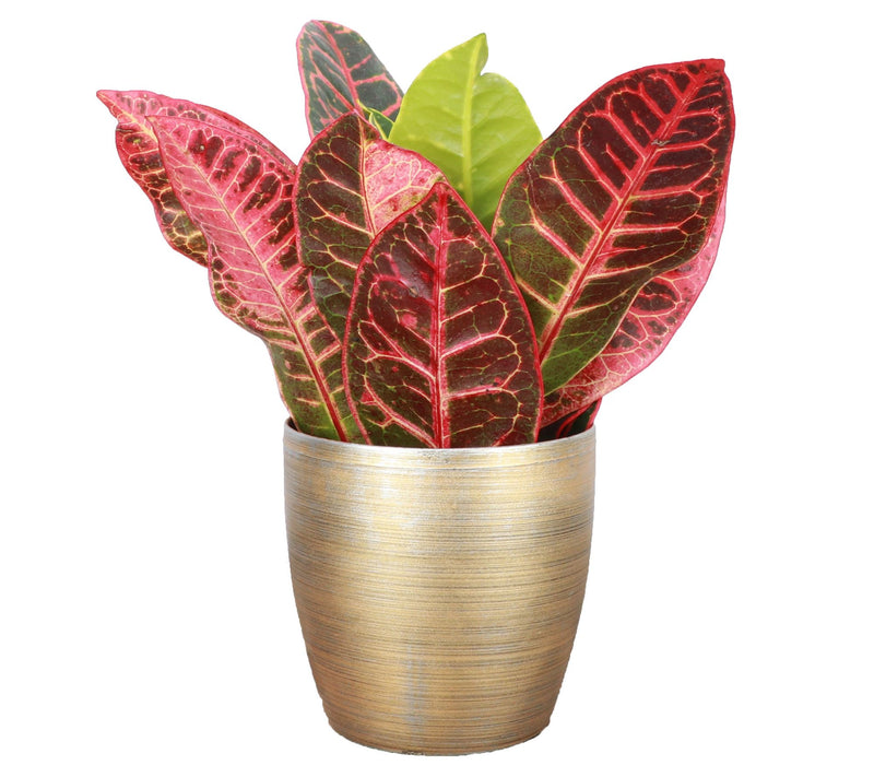 Thorsen's Greenhouse Live 4" Petra Croton in Classic Pot — View 7