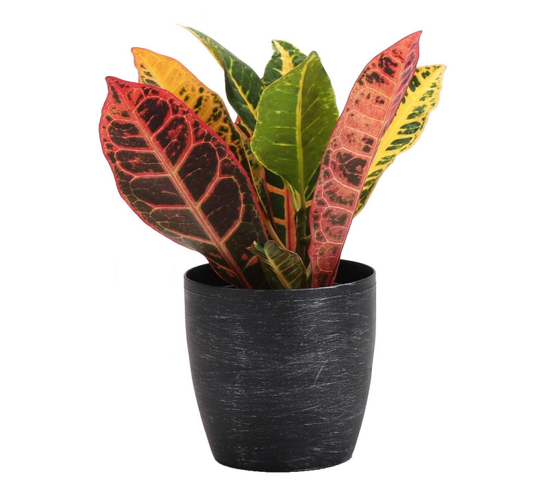 Thorsen's Greenhouse Live 4" Petra Croton in Classic Pot — View 9