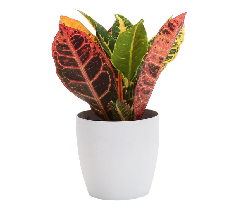 Thorsen's Greenhouse Live 4" Petra Croton in Classic Pot — View 11