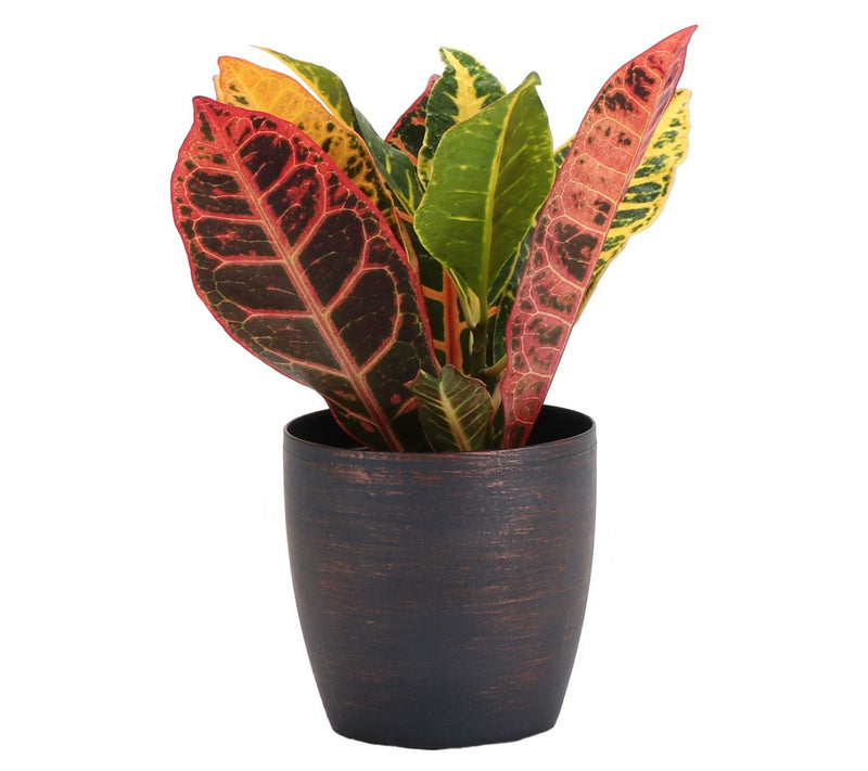 Thorsen's Greenhouse Live 4" Petra Croton in Classic Pot — View 5