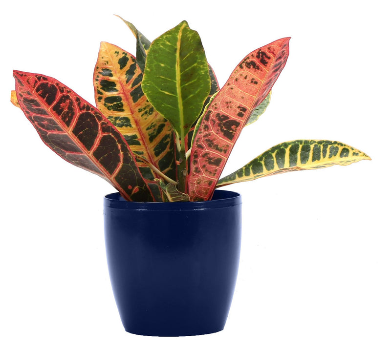 Thorsen's Greenhouse Live 4" Petra Croton in Classic Pot — Main view