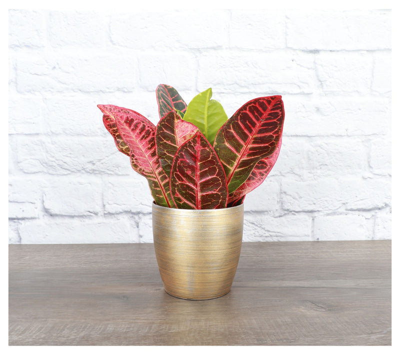 Thorsen's Greenhouse Live 4" Petra Croton in Classic Pot — View 12