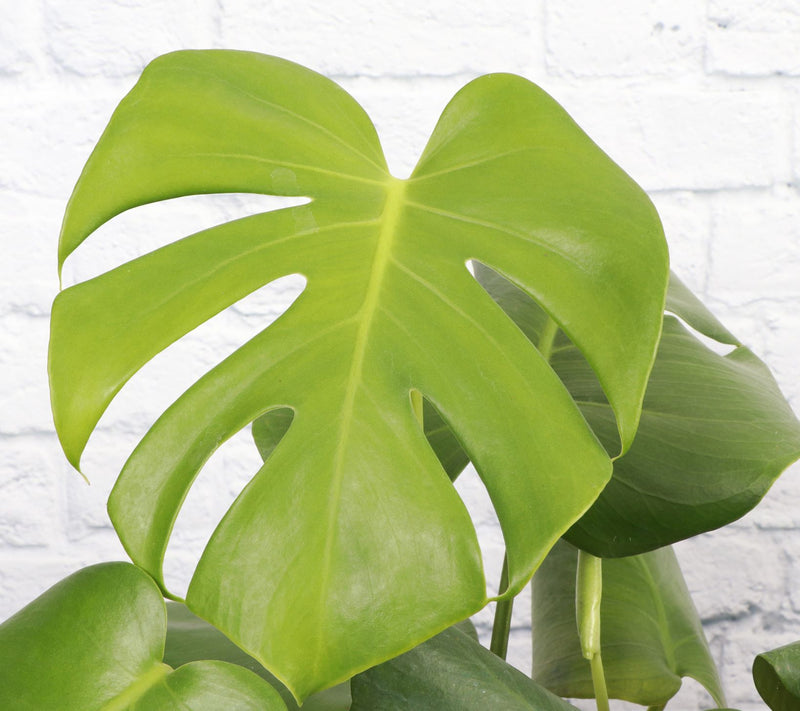 Thorsen's Greenhouse Live Monstera Plant in Pot — View 7