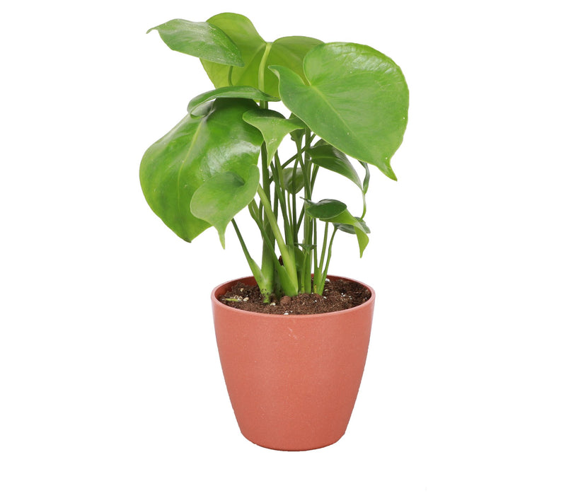 Thorsen's Greenhouse Live Monstera Plant in Pot — View 5