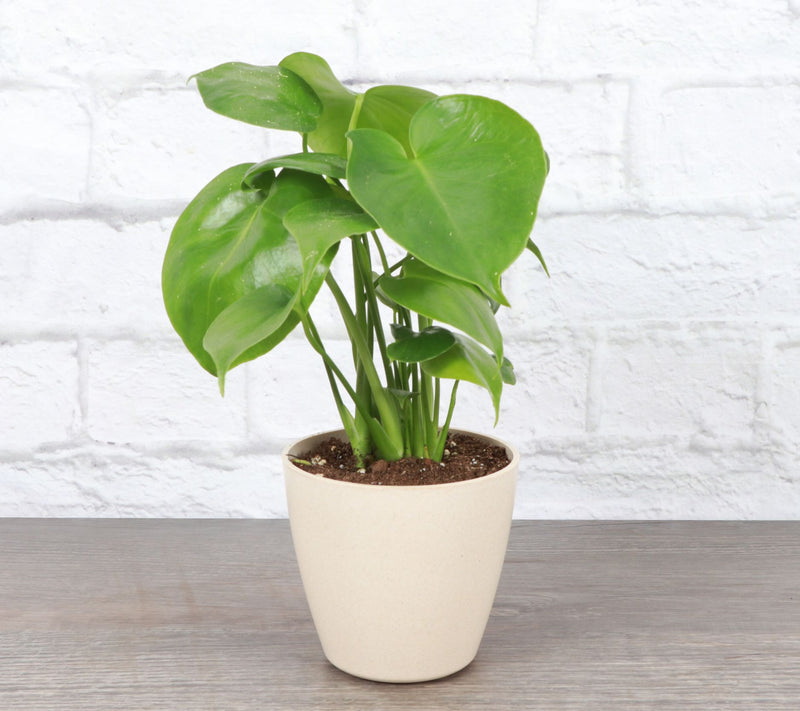 Thorsen's Greenhouse Live Monstera Plant in Pot — View 6
