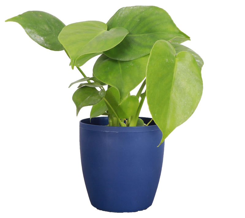 Thorsen's Greenhouse Live Monstera Plant in Classic Pot — Main view