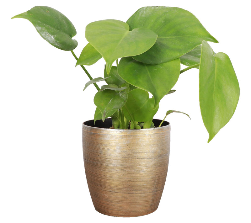 Thorsen's Greenhouse Live Monstera Plant in Classic Pot — View 7