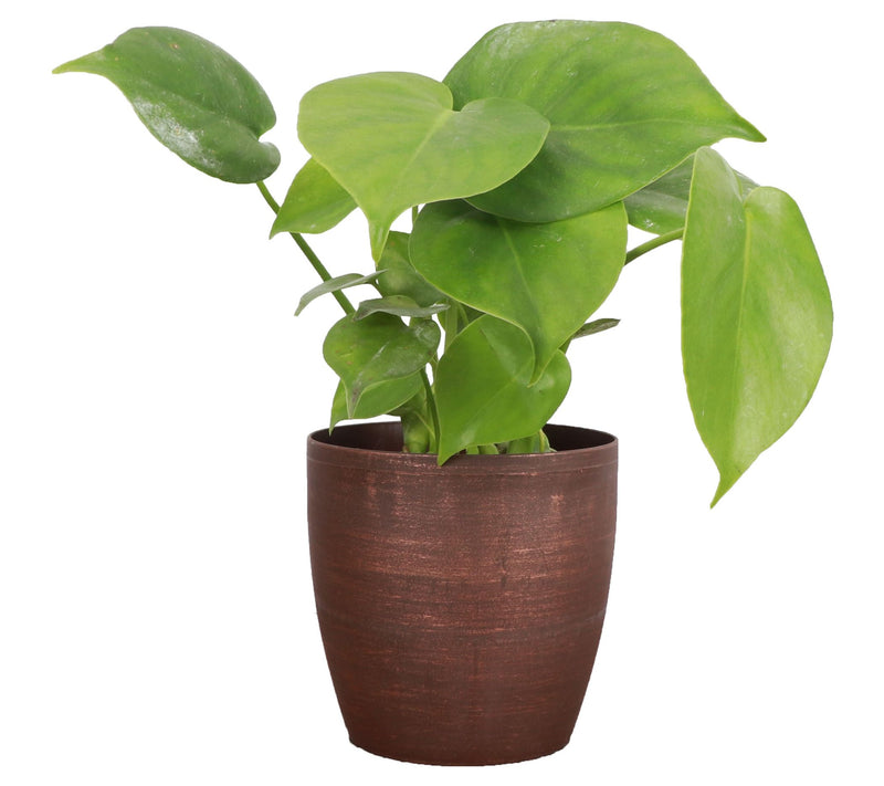 Thorsen's Greenhouse Live Monstera Plant in Classic Pot — View 5