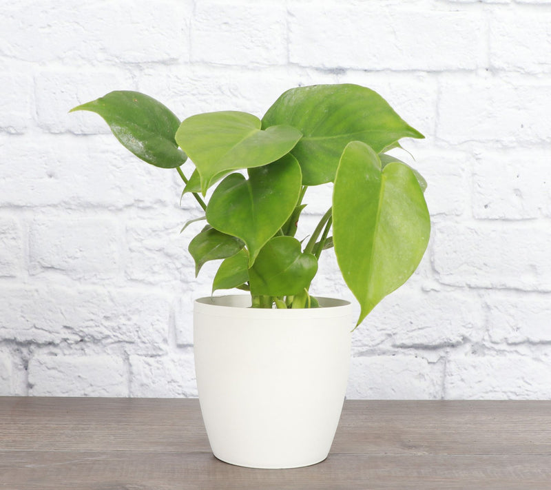 Thorsen's Greenhouse Live Monstera Plant in Classic Pot — View 12