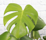 Thumbnail 14